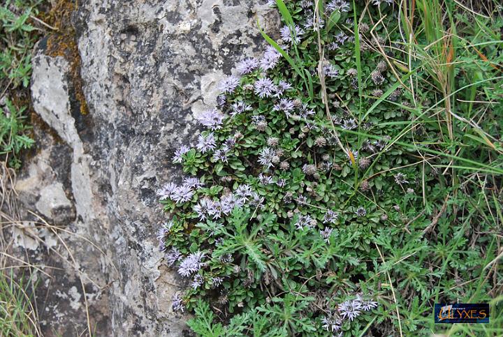vedovella cespugliosa.JPG
